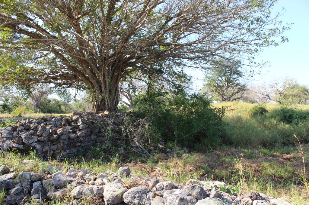 Getting Engangled: Our First Field&nbsp;Season