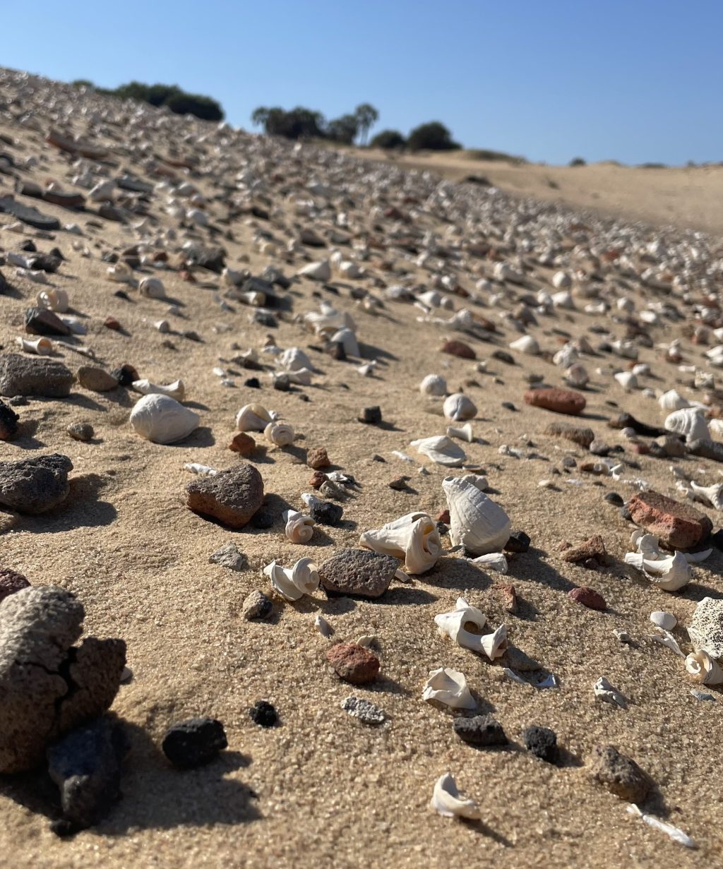 Fieldwork Season 2025